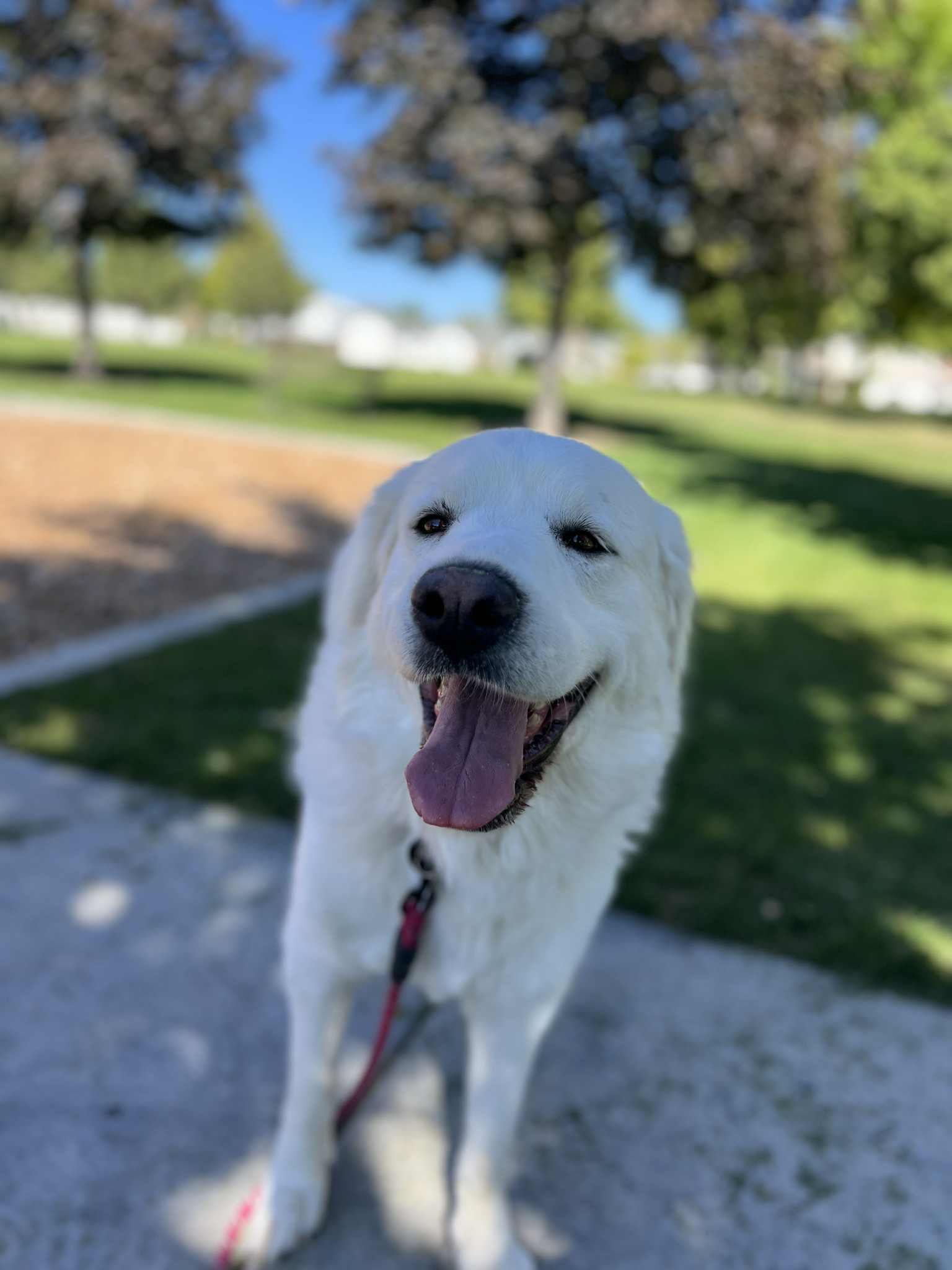 Sadie