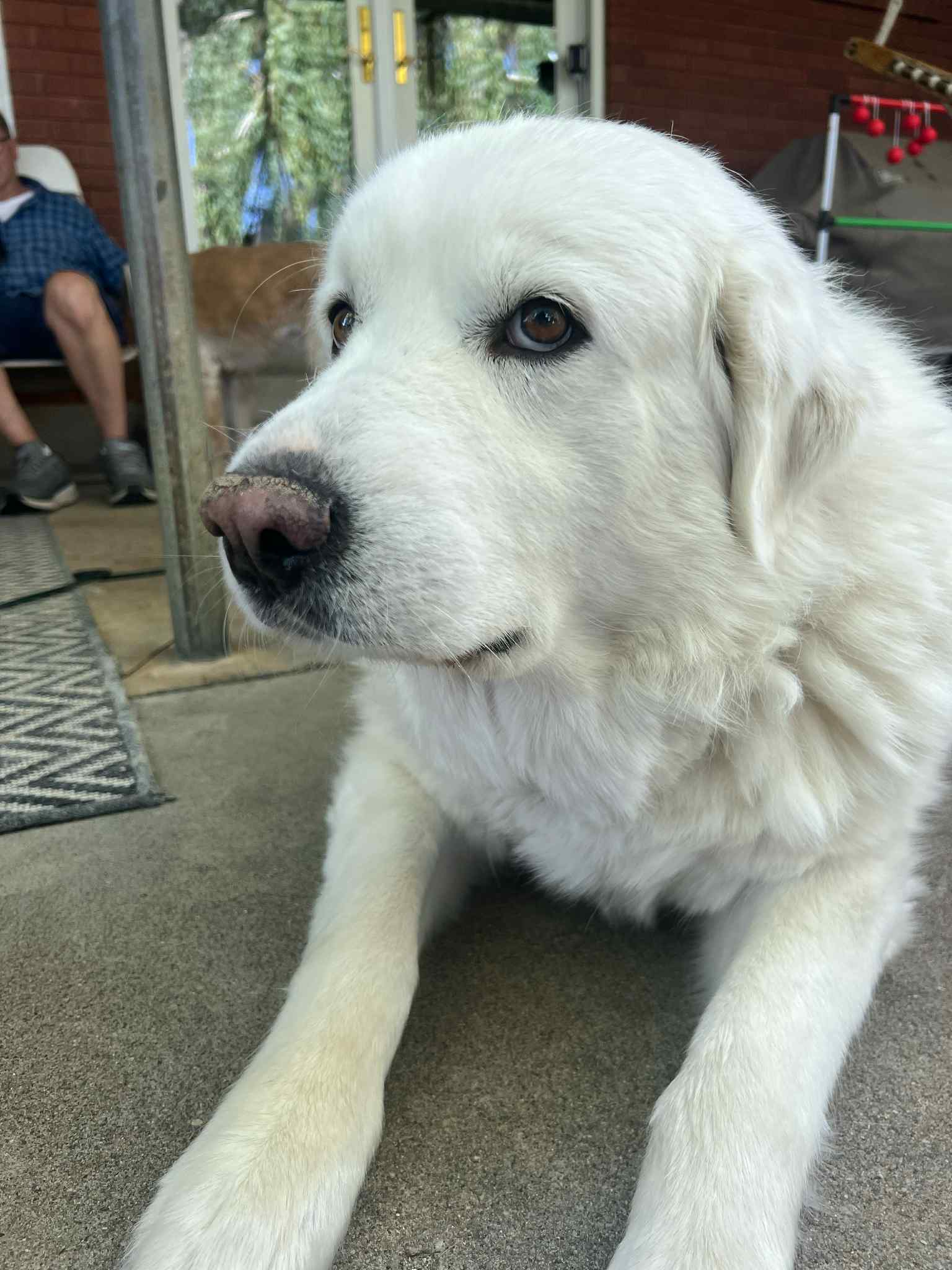 Sadie
