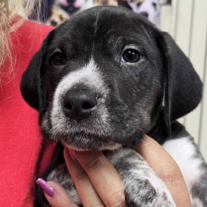 Brad, Baby Male Labrador Retriever
