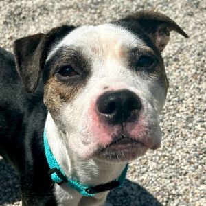 Debra, Adult Female Pit Bull Terrier