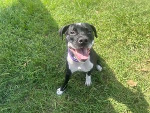 UTAH, Young Male Labrador Retriever
