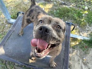 FRANKLIN, Adult Male Catahoula Leopard Dog