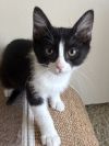 Kelly 2238 photo 1