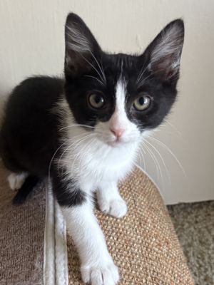 Kelly 2238, Baby Female Domestic Short Hair