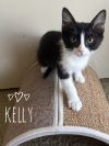 Kelly 2238 photo 2