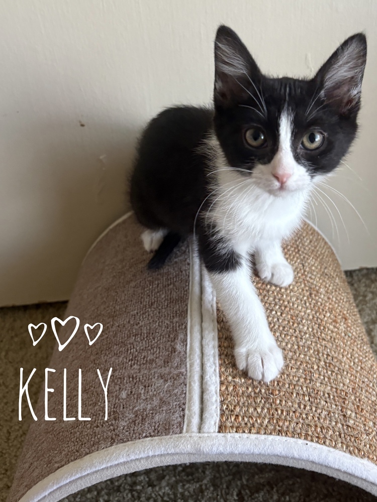 Kelly 2238