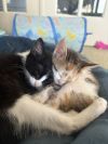 Kelly 2238 photo 5