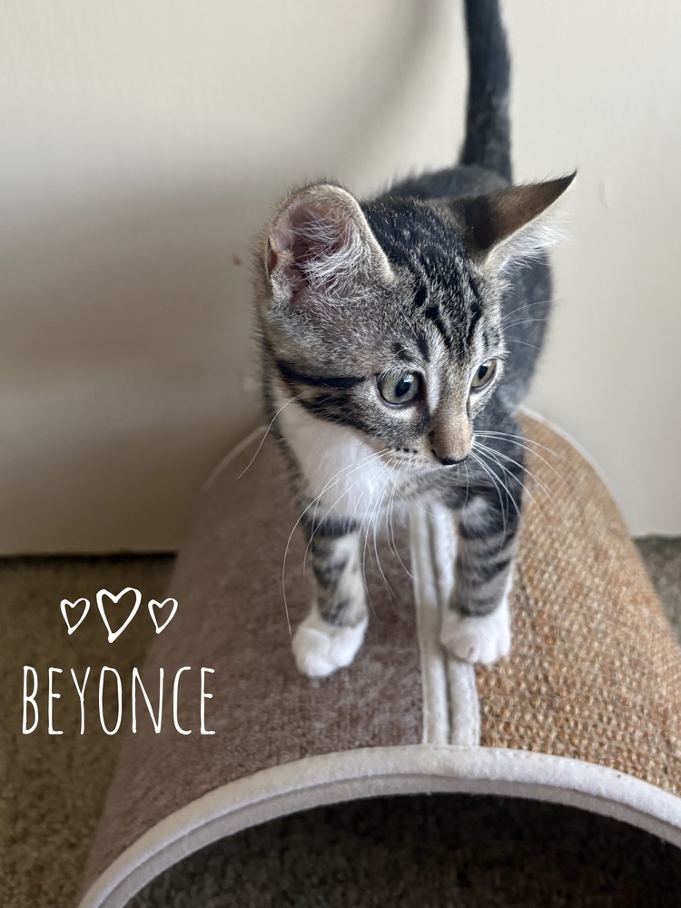 Beyonce 2244
