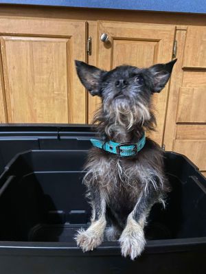 ED, Adult Male Terrier