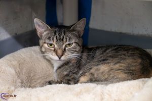 Magdalena, Adult Female Domestic Short Hair