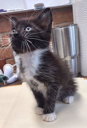 Buckle Black, Baby Male Domestic Short Hair