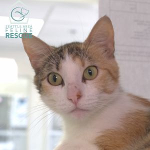 Molly is the sweetest gal She has been the best Mama cat to her babies and it is now her
