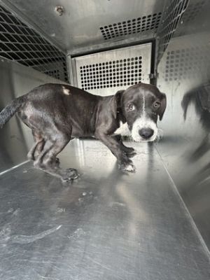 58836477, Adult Male Terrier