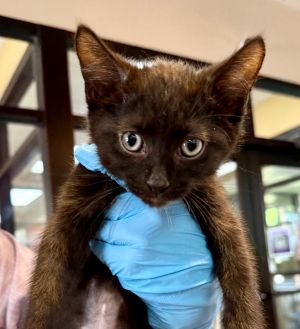 Mog, Baby Male Domestic Short Hair