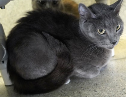 Smokey
