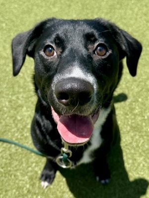 Little Boy, Young Male Mixed Breed