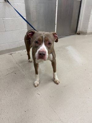 Primary Color Brown Secondary Color White Weight 48lbs Age 4yrs 0mths 1wks
