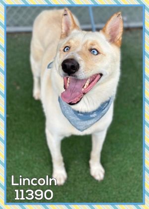 Primary Color Blonde Secondary Color White Weight 63lbs Age 3yrs 2mths 0wks Animal has been Neut
