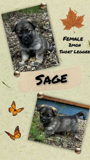 Sage