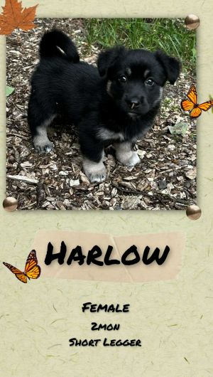 Harlow