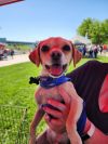 Chihuahua Mix - Arlo photo 1