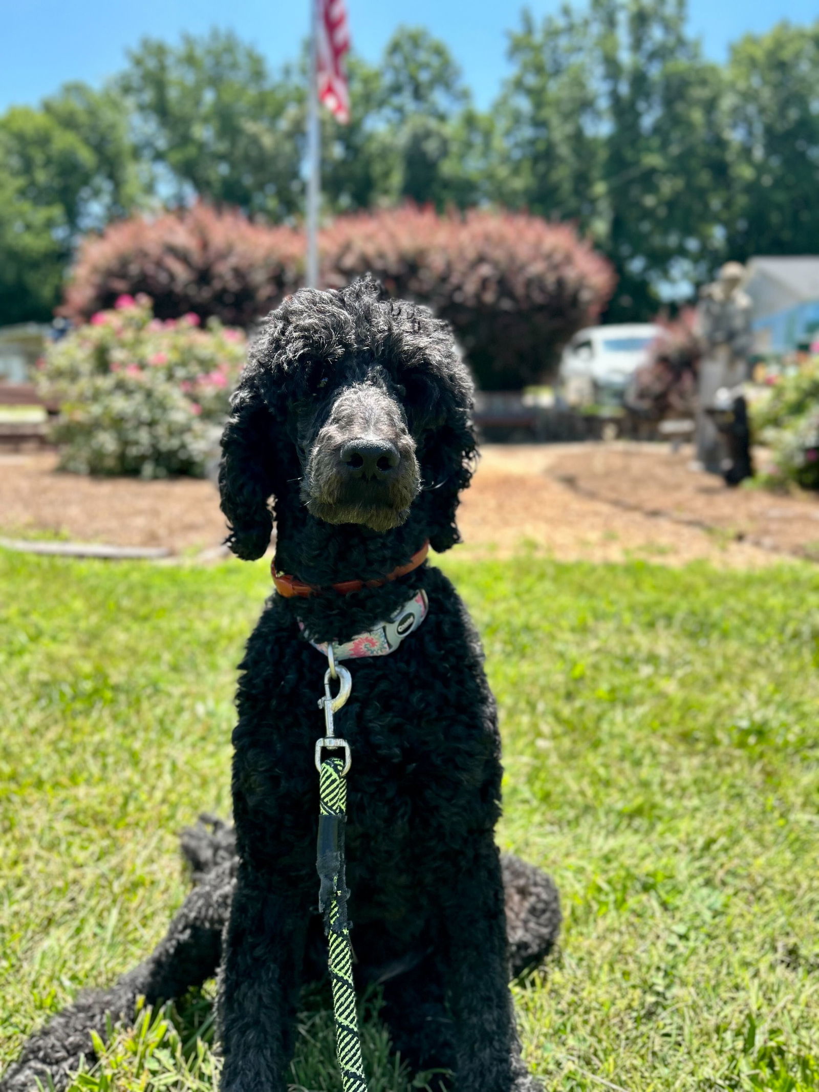 Poodle Colours • Soletree Poodles Learn more about poodle