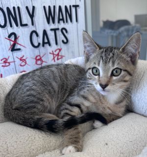 Alex, Baby Male Domestic Short Hair