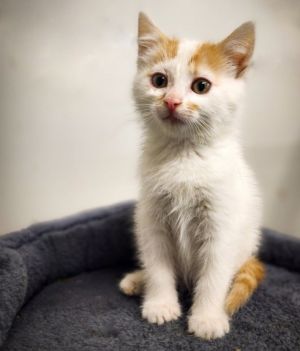 Zeke, Baby Male Domestic Long Hair