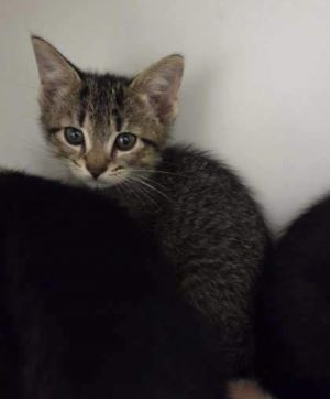 Decaf, Baby Male Domestic Short Hair