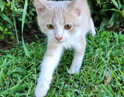 Jaspurr
