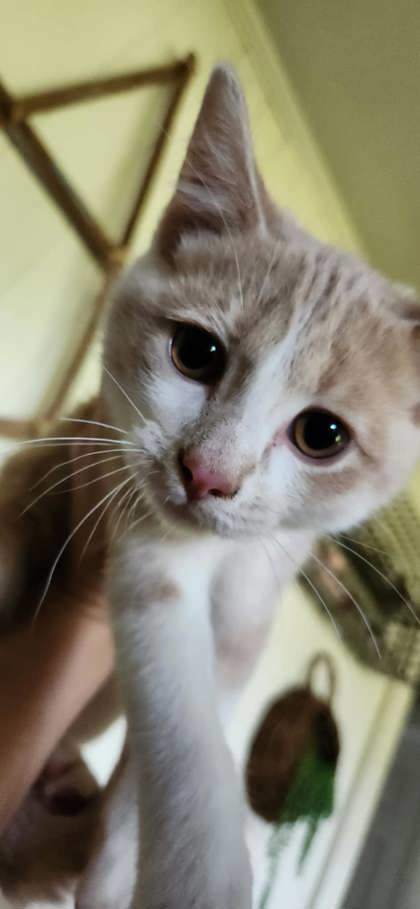 Jaspurr