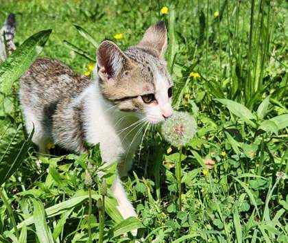 Sir Whiskers