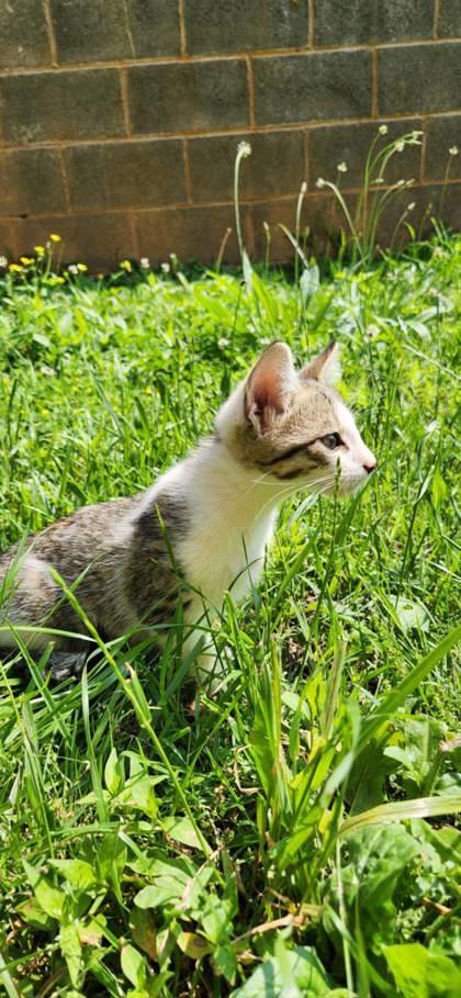 Sir Whiskers