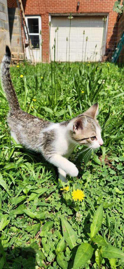 Sir Whiskers