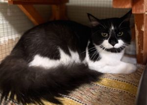 Titan, Young Male Domestic Long Hair