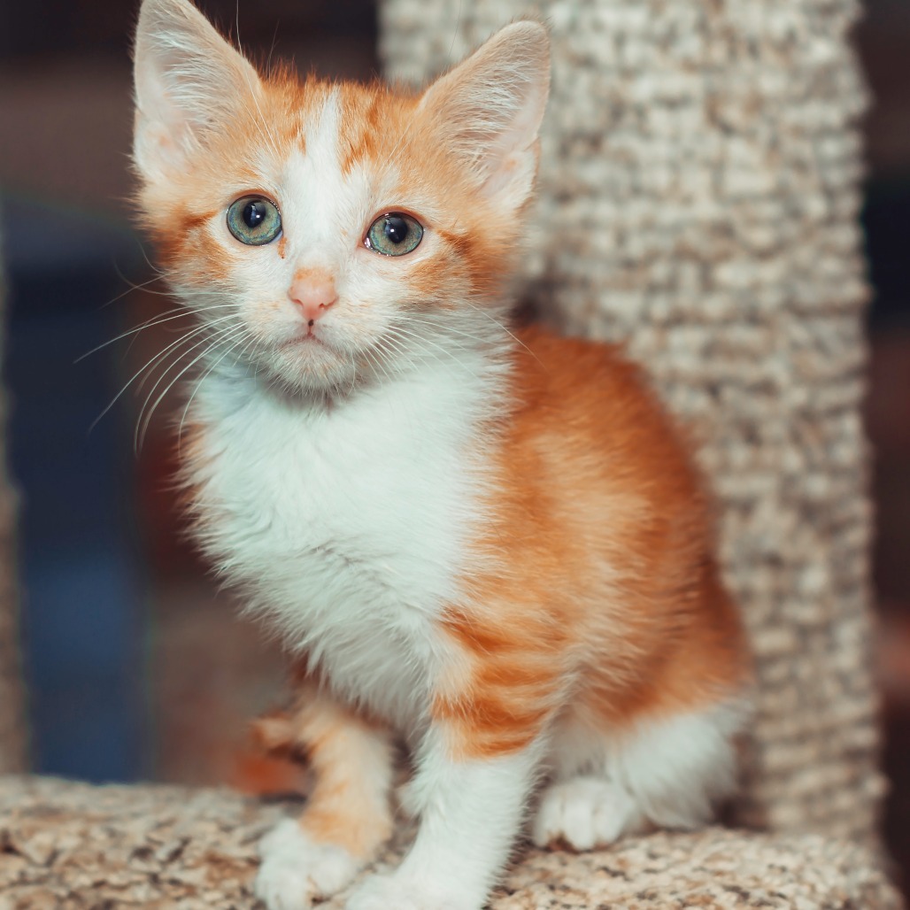 Cayenne