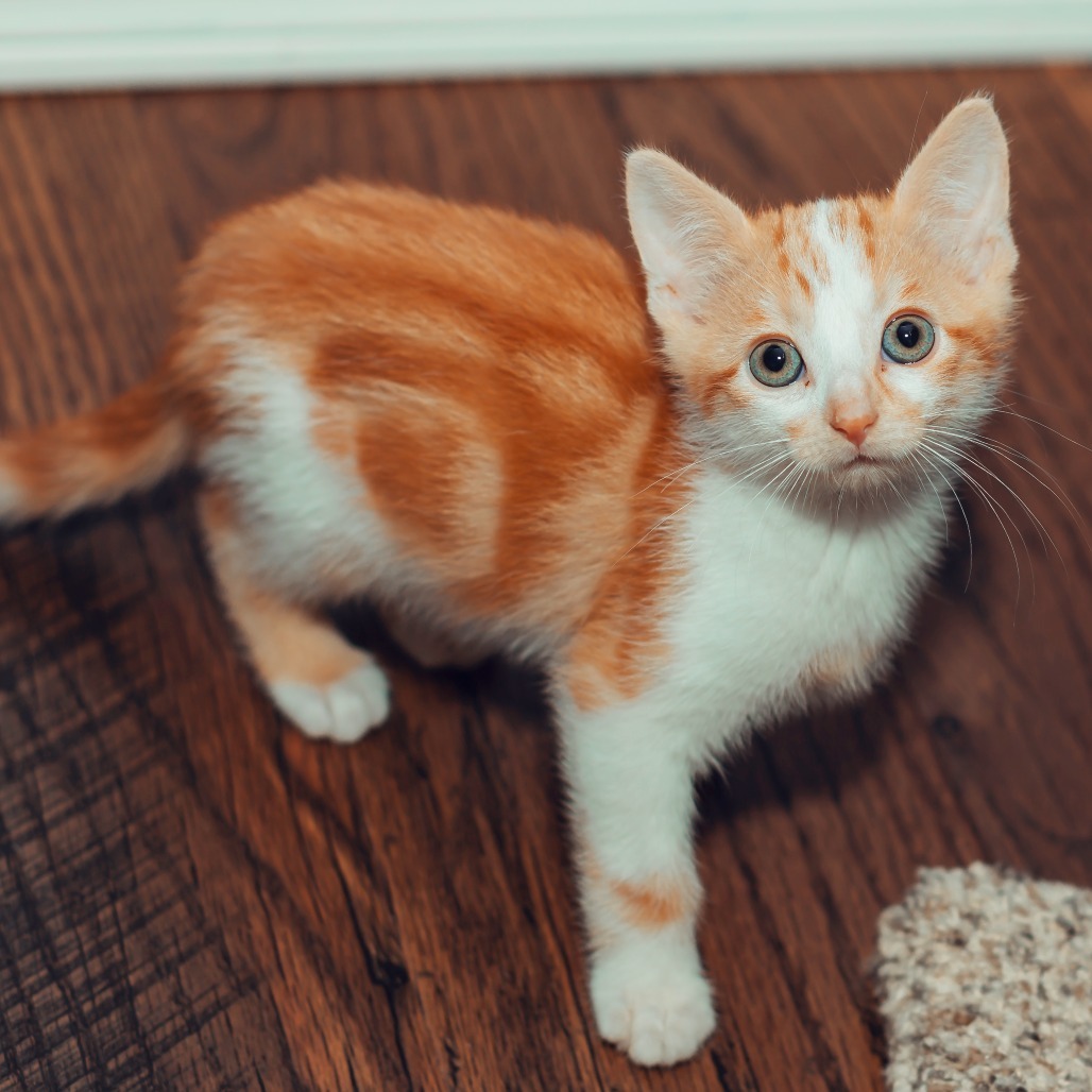 Copper