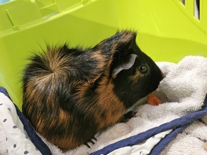 Petit Pretzel