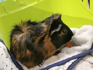 Petit Pretzel, Adult Male Guinea Pig