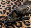 Cocoa Puff #snuggle-bunny photo 6
