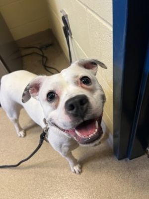 Mercy, Young Female Mixed Breed