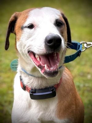 Cyrus, Young Male Labrador Retriever