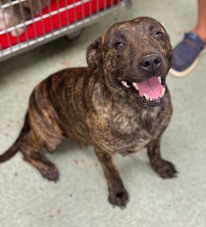 Luna, Young Female Mixed Breed