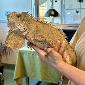 Hey friends Im Esmeralda Im a young-adult female Green Iguana looking for my forever home Like 