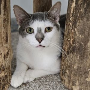 Jay (bonded with Cole), Young Male unknown
