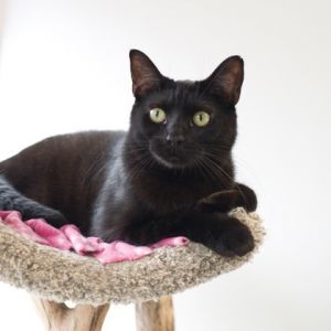 Cole (bonded with Jay), Young Male unknown