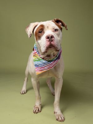 Duncan Pit Bull Terrier Dog