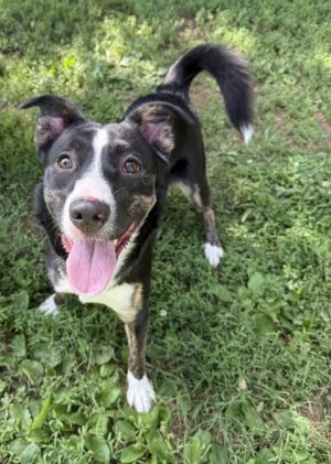 Meet Lightning She is a super-loving and sweet little girl - with both people and dogs Shes a bit