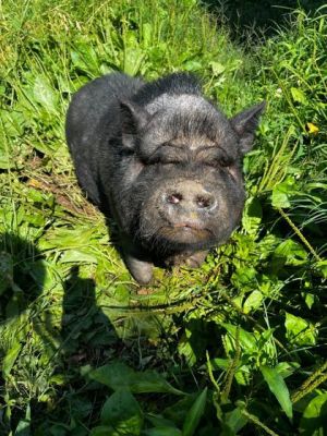 Melaney Pot Bellied Barnyard