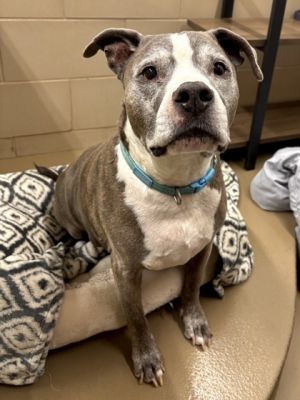 Milo Pit Bull Terrier Dog